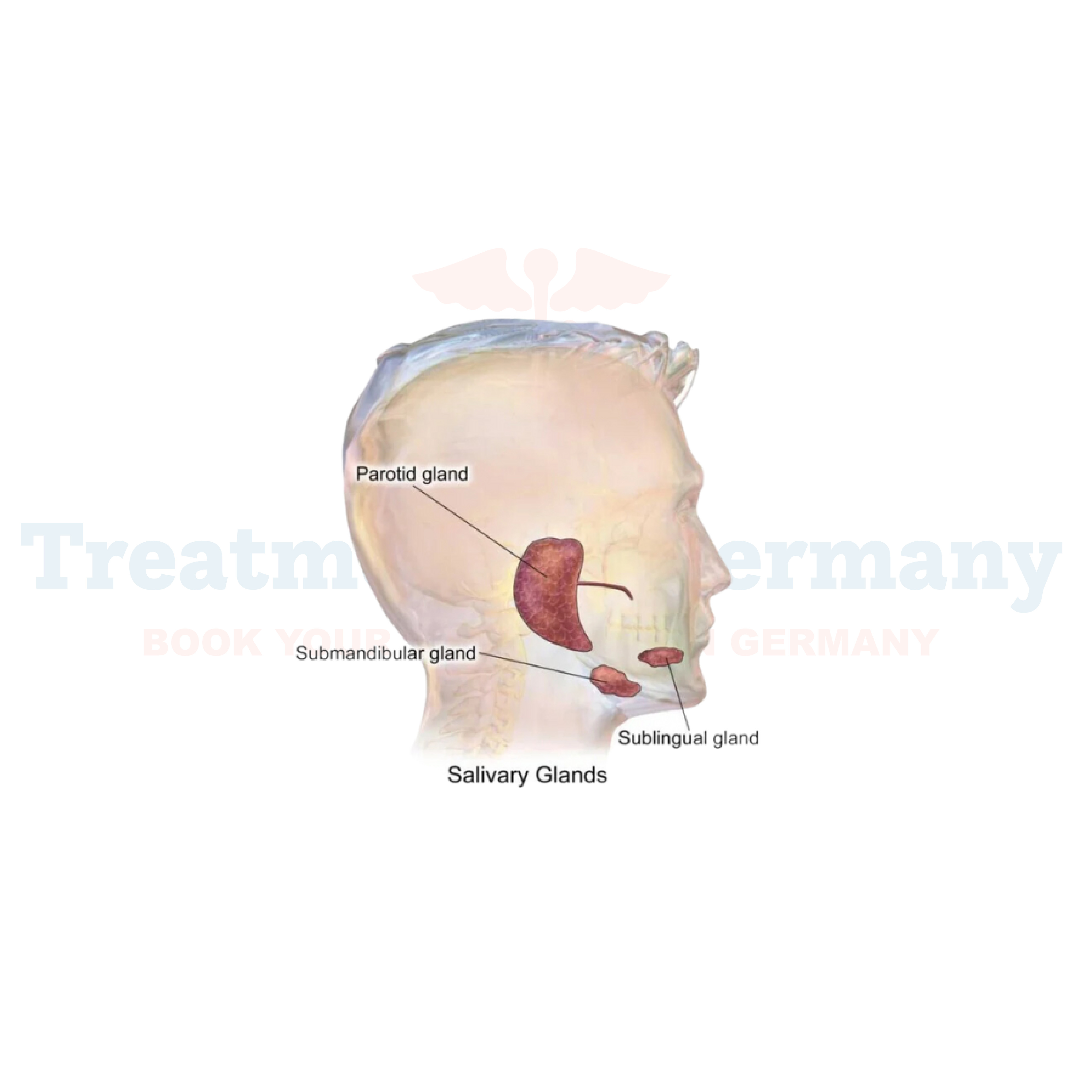 Salivary Gland Cancer